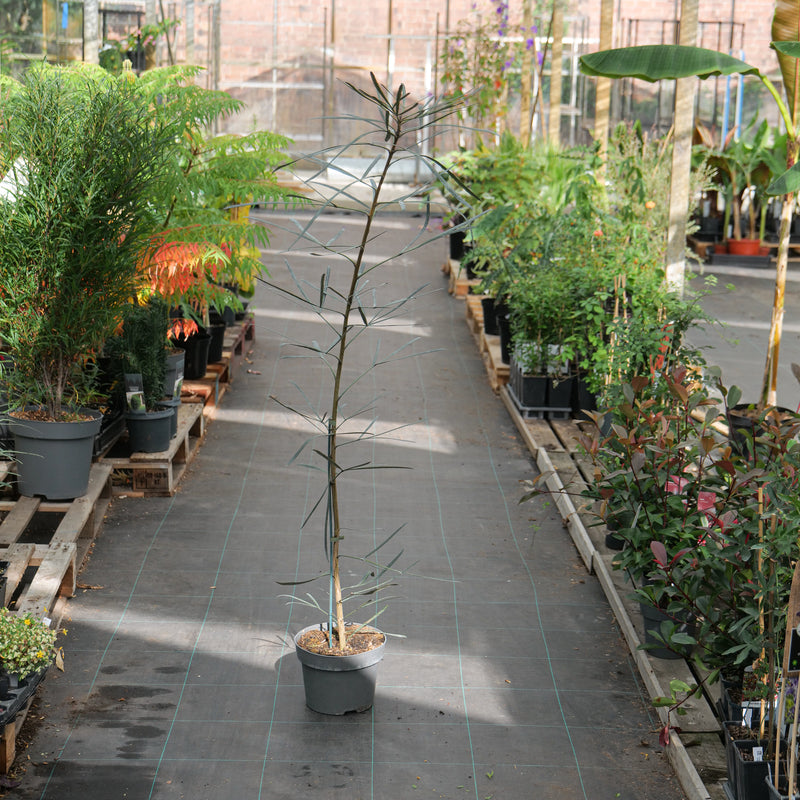 Pseudopanax crassifolius f. trifoliolatus — 23cm / 5L (Collection Only)