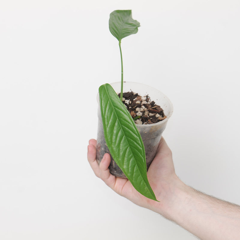 Anthurium pseudoclavigerum — 12cm