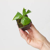 Pseudohydrosme gabuensis