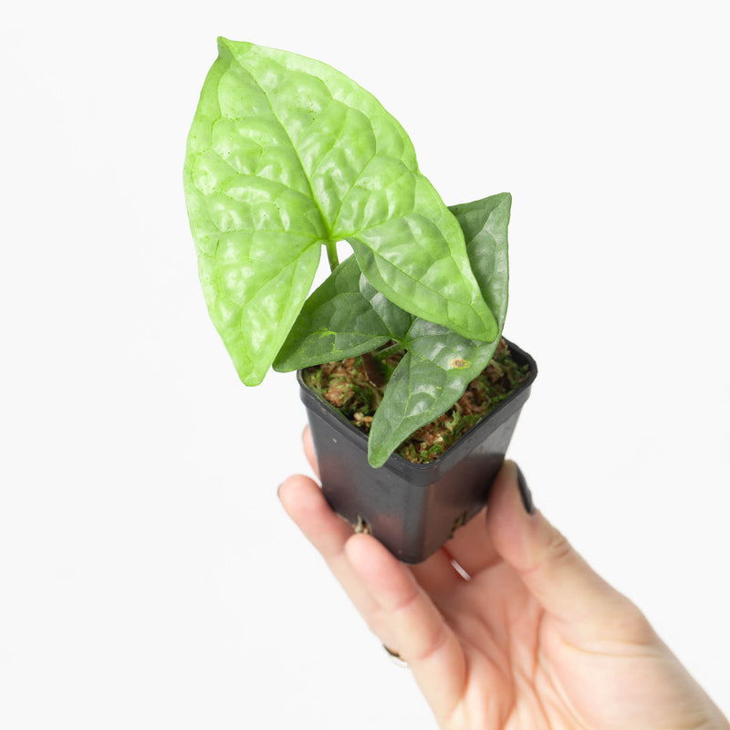 Pseudohydrosme gabuensis Plants GrowTropicals