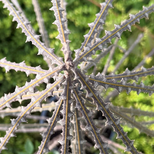 Pseudopanax ferox Plants - Outdoor GROW TROPICALS