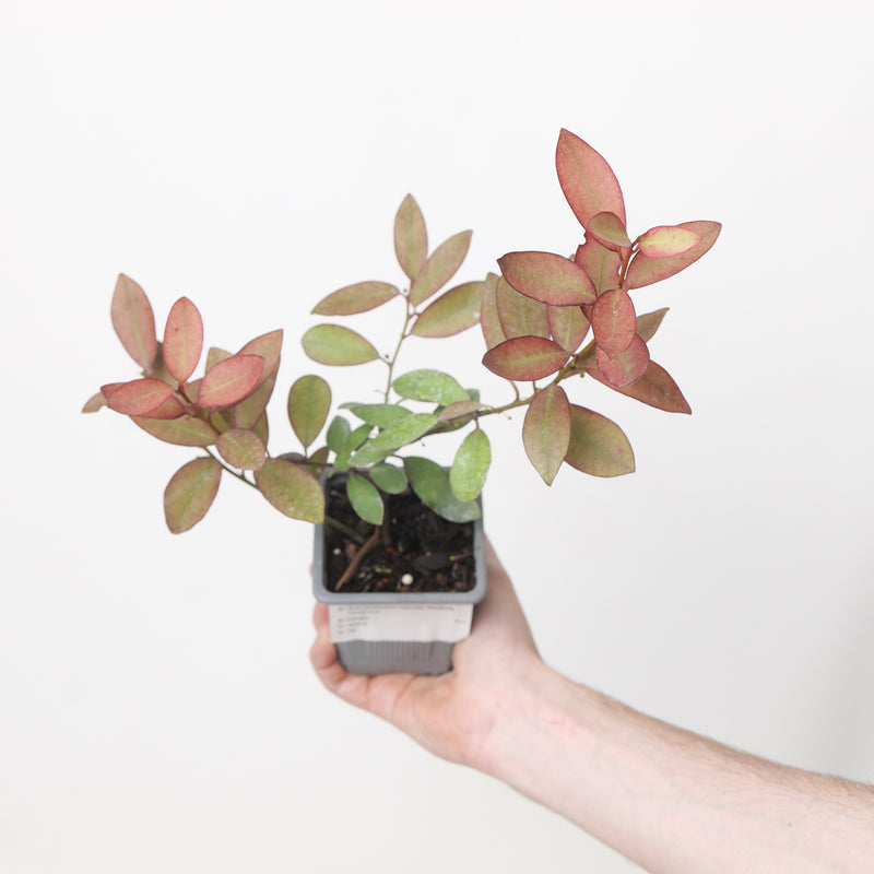 Pseudowintera colorata 'Marjorie Congreve' Plants - Outdoor GROW TROPICALS