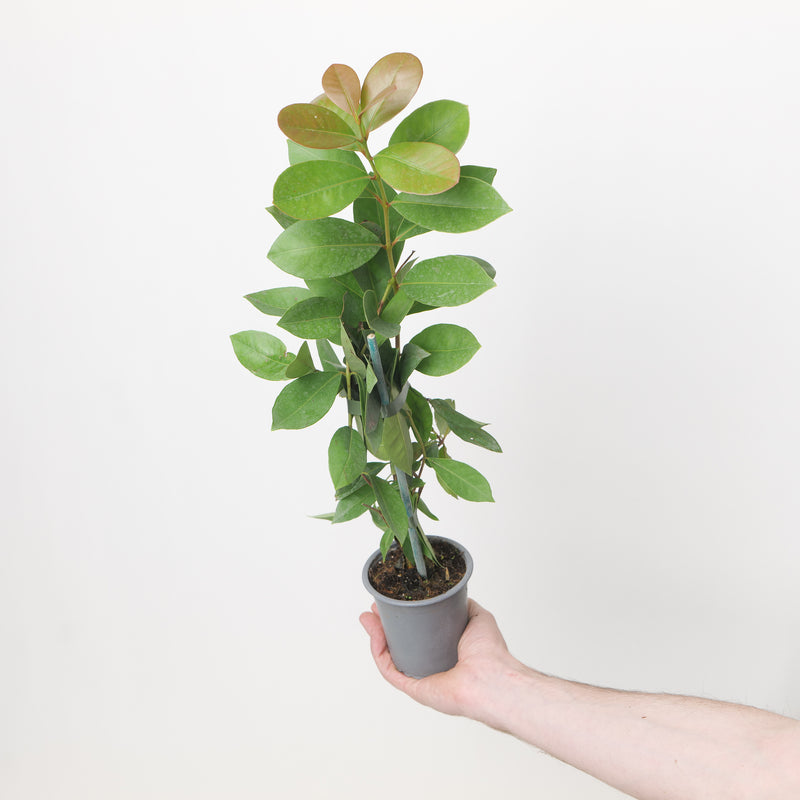 Psidium cattleyanum 9cm / 0.5L Plants - Outdoor GROW TROPICALS