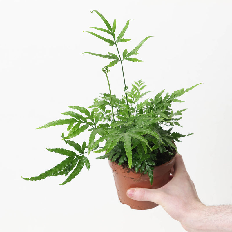 Pteris ensiformis 'Evergreen' Plants GrowTropicals