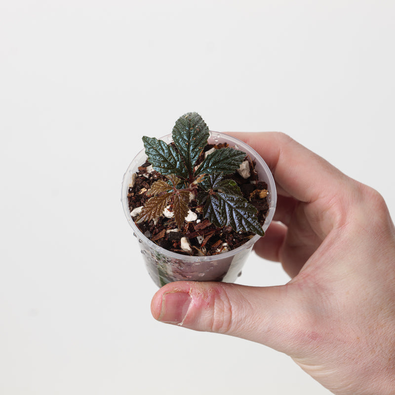 Pterisanthes sp. 'Metallic' Plants GrowTropicals