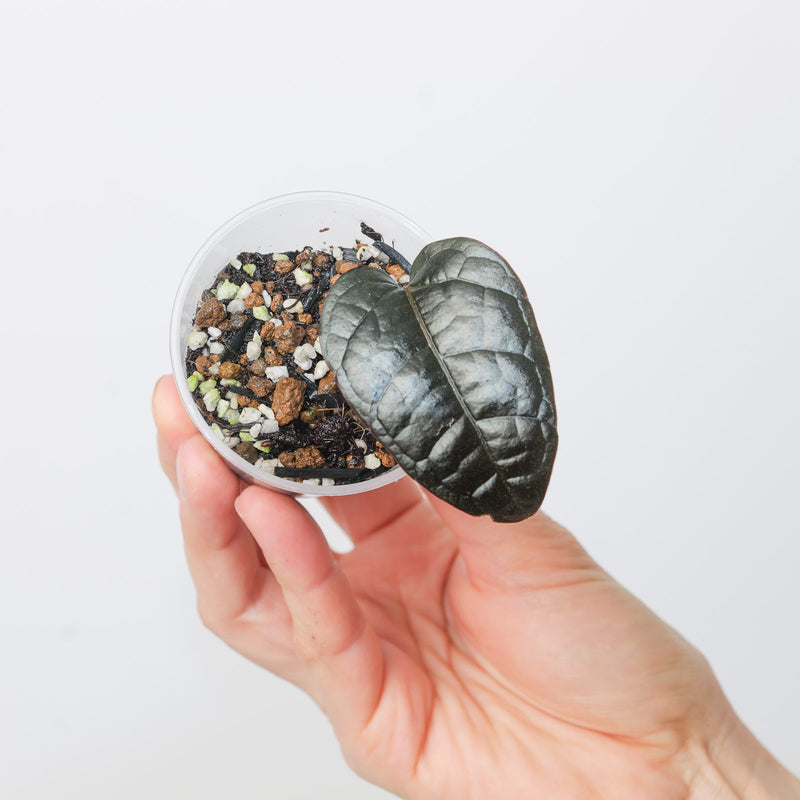 Pterisanthes sp. 'Black' — 6cm