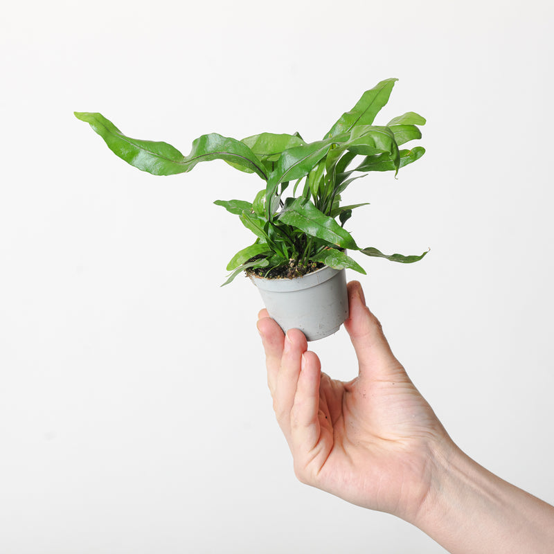 Microsorum diversifolium 6cm Plants GrowTropicals