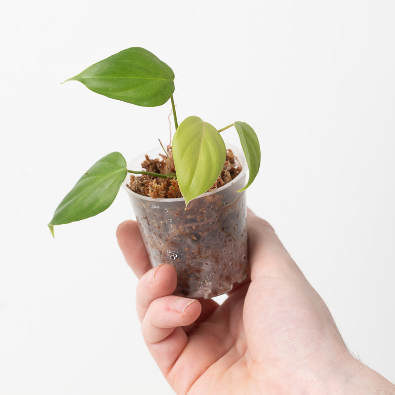 Philodendron pteropus — 6cm