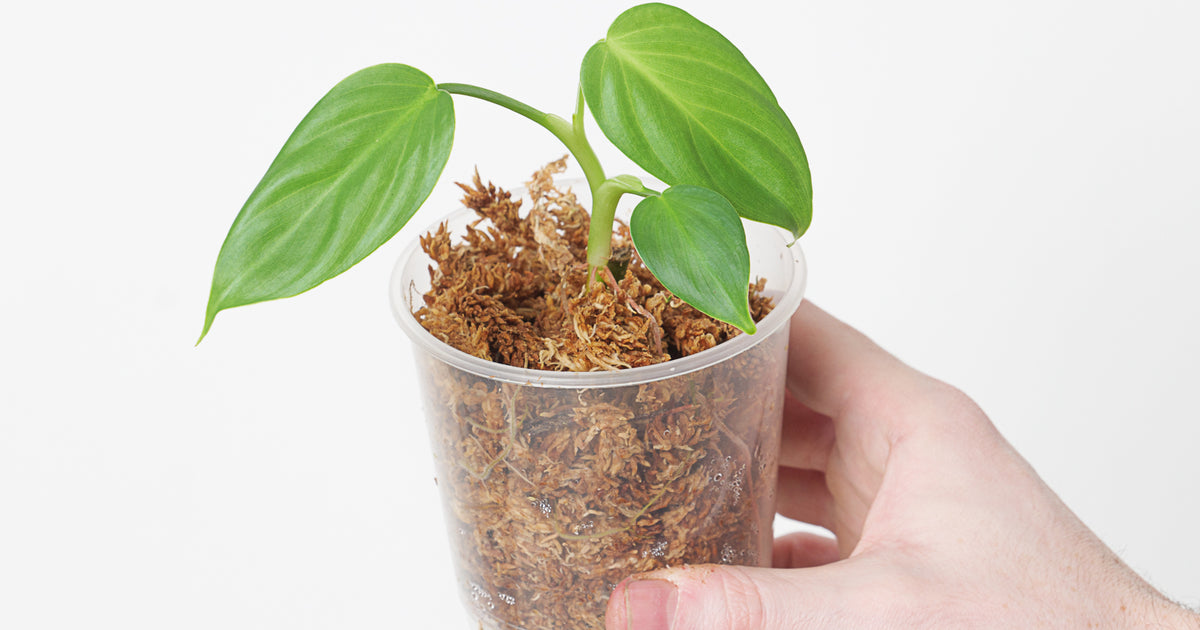 Philodendron pterotum 'Andes' | Plants
