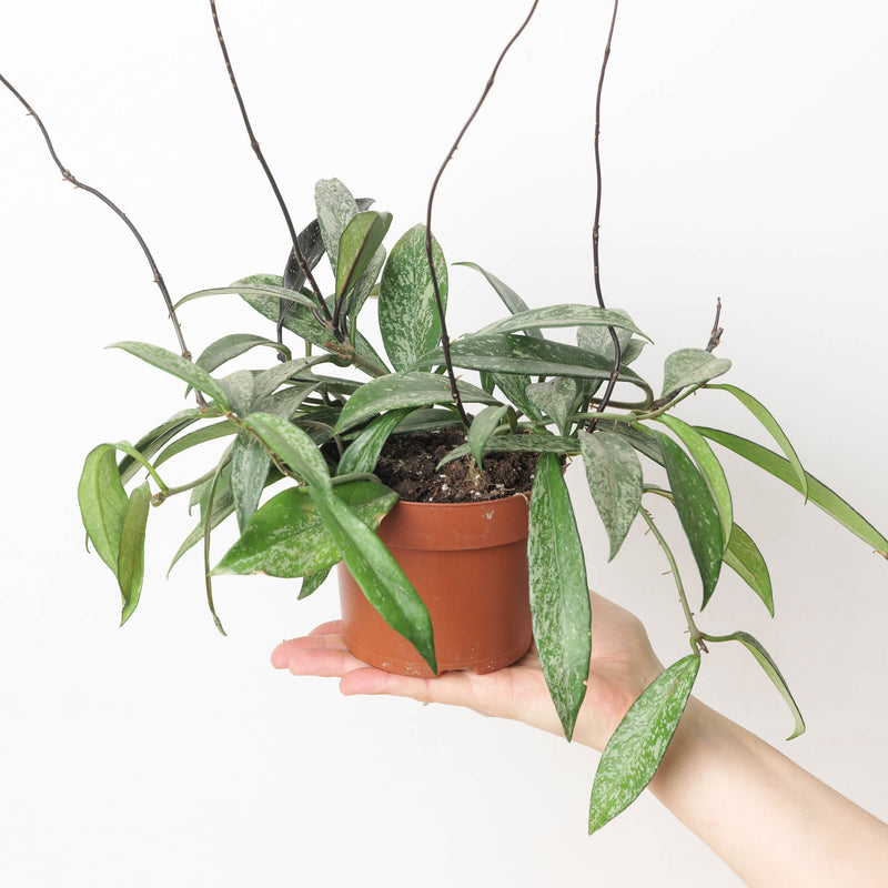 Hoya Pubicalyx 'Splash' 12cm High Splash Plants GrowTropicals
