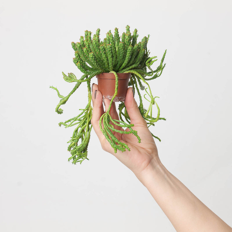 Euphorbia pugniformis 7cm Plants GrowTropicals