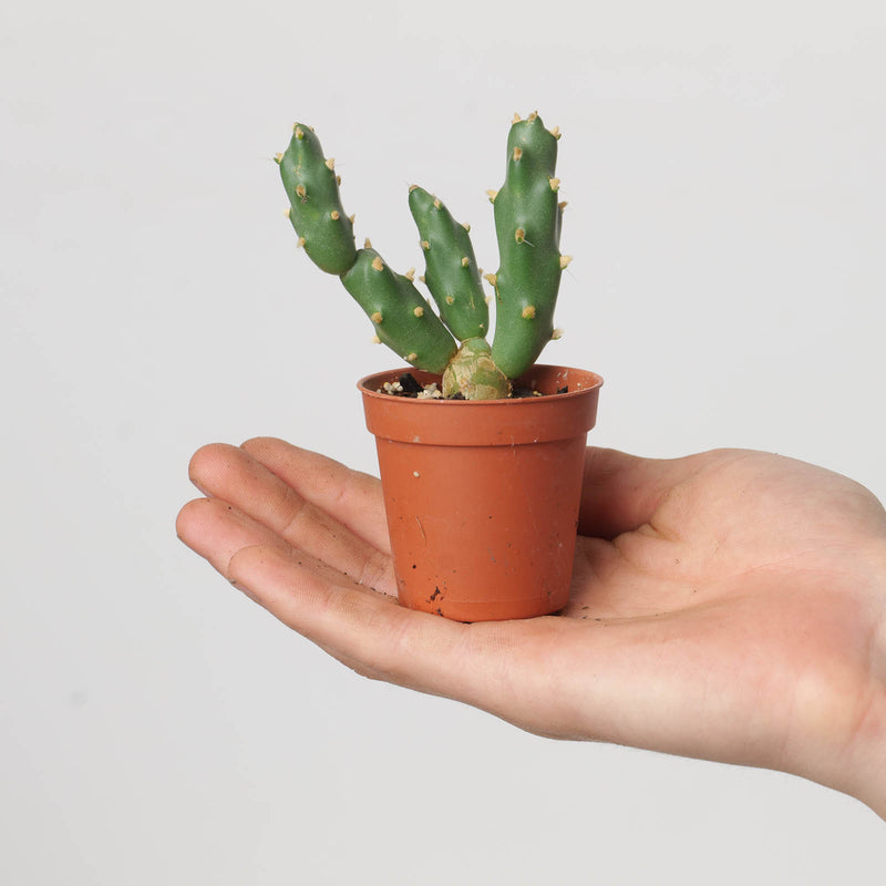 Cumulopuntia boliviana 5.5cm Plants GrowTropicals