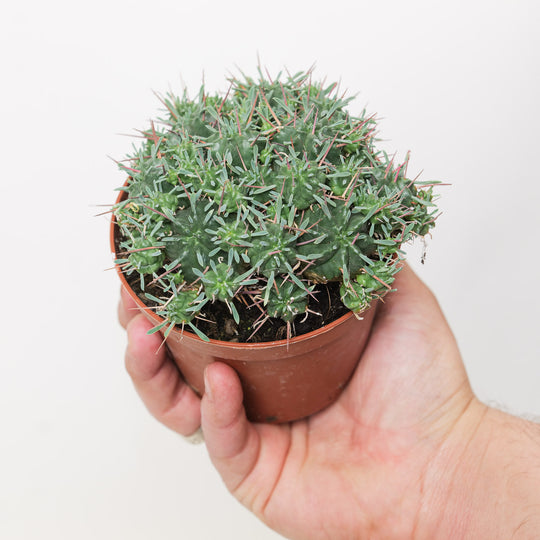 Euphorbia pulvinata | Pincushion Euphorbia