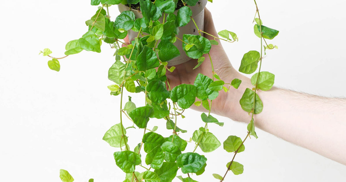 creeping indoor plants Ficus pumila | Plants