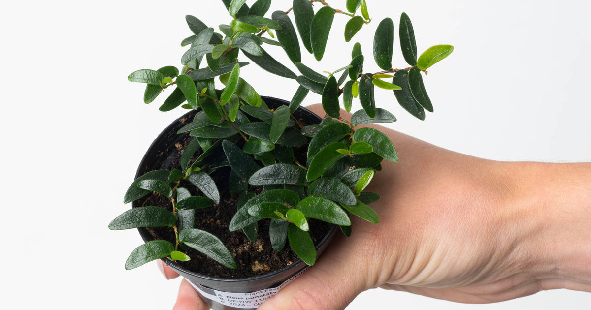 Ficus punctata 'panama' | Plants