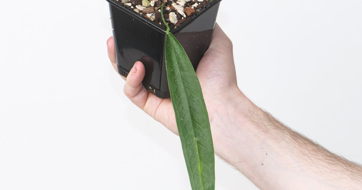 Anthurium punctatum | Plants