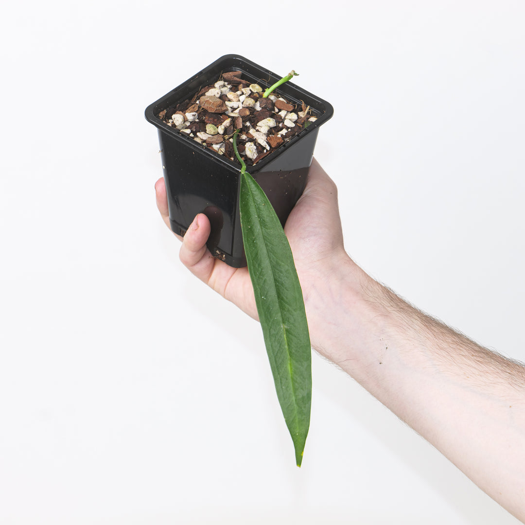 Anthurium punctatum Plants GrowTropicals