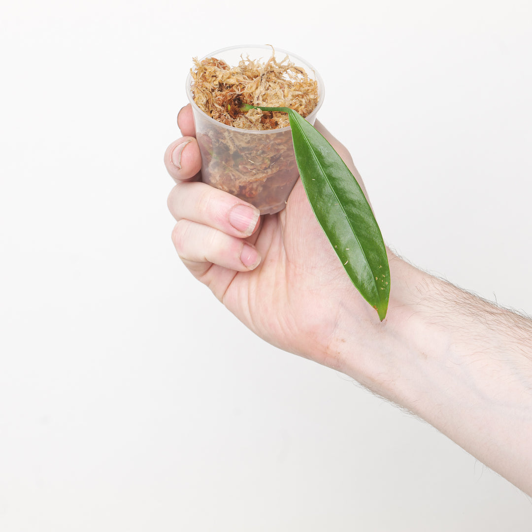 Anthurium punctatum (Equatorialflora Clone) Plants GrowTropicals