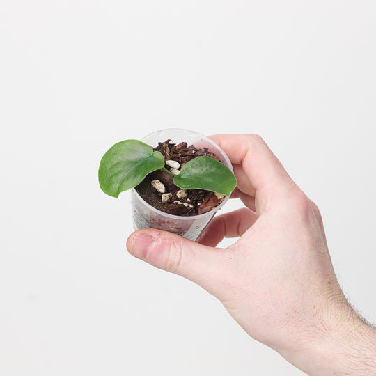 Monstera punctulata 6cm Plants GrowTropicals
