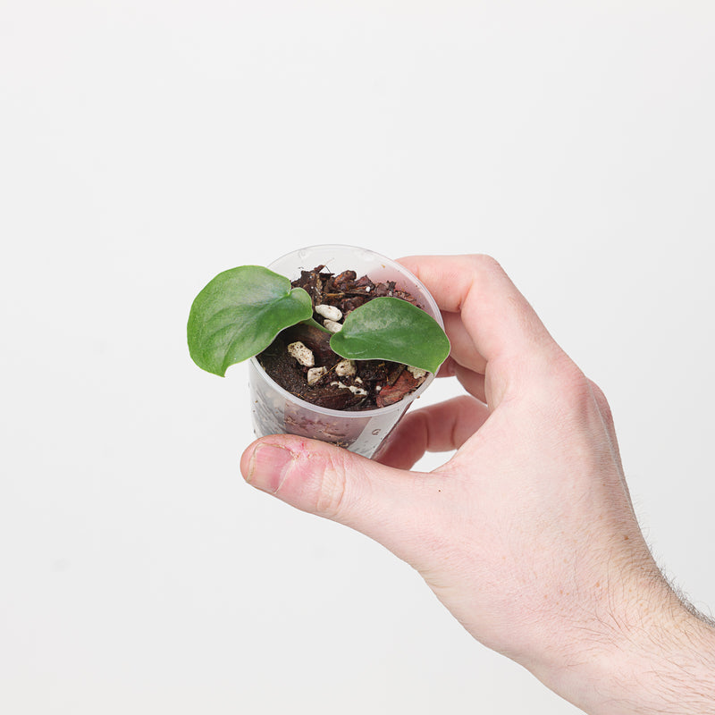 Monstera punctulata — 6cm