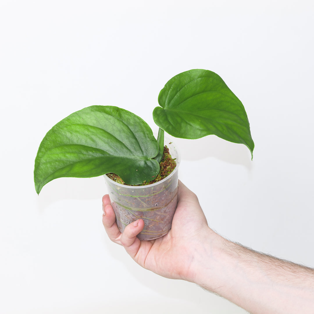 Monstera punctulata 9cm Plants GrowTropicals