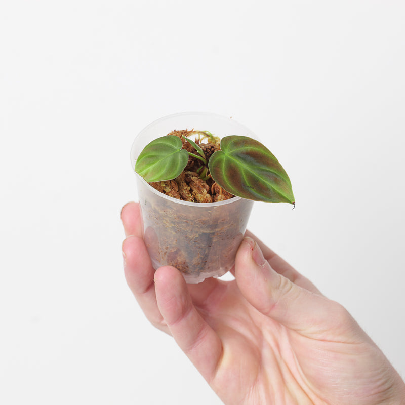 Philodendron verrucosum 'Purple Dwarf' Plants GrowTropicals