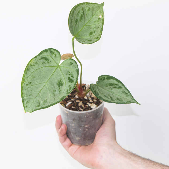 Anthurium 'Silver Blush' Pure Silver Select 9cm 59 Plants GrowTropicals