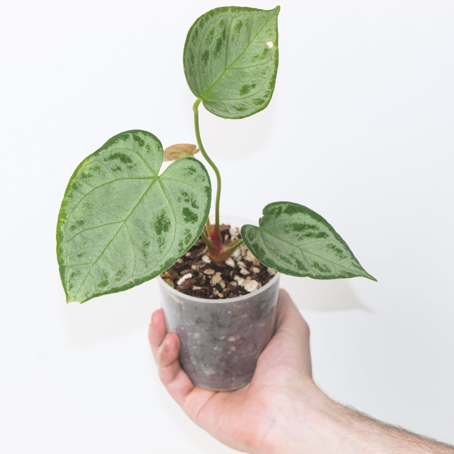 Anthurium 'Silver Blush' Pure Silver Select 9cm 59 Plants GrowTropicals