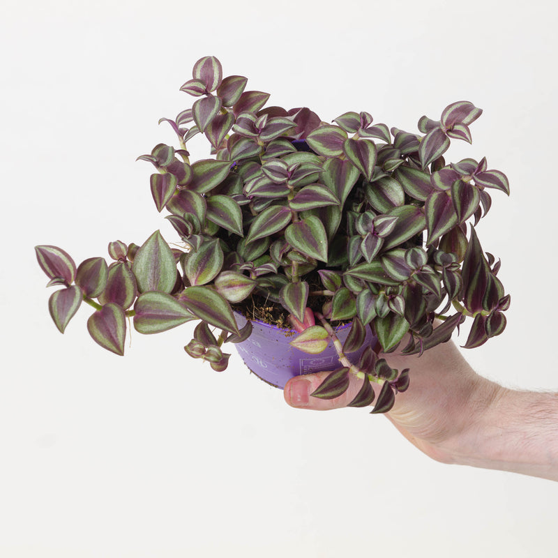 Tradescantia Purple Passion Plants GrowTropicals