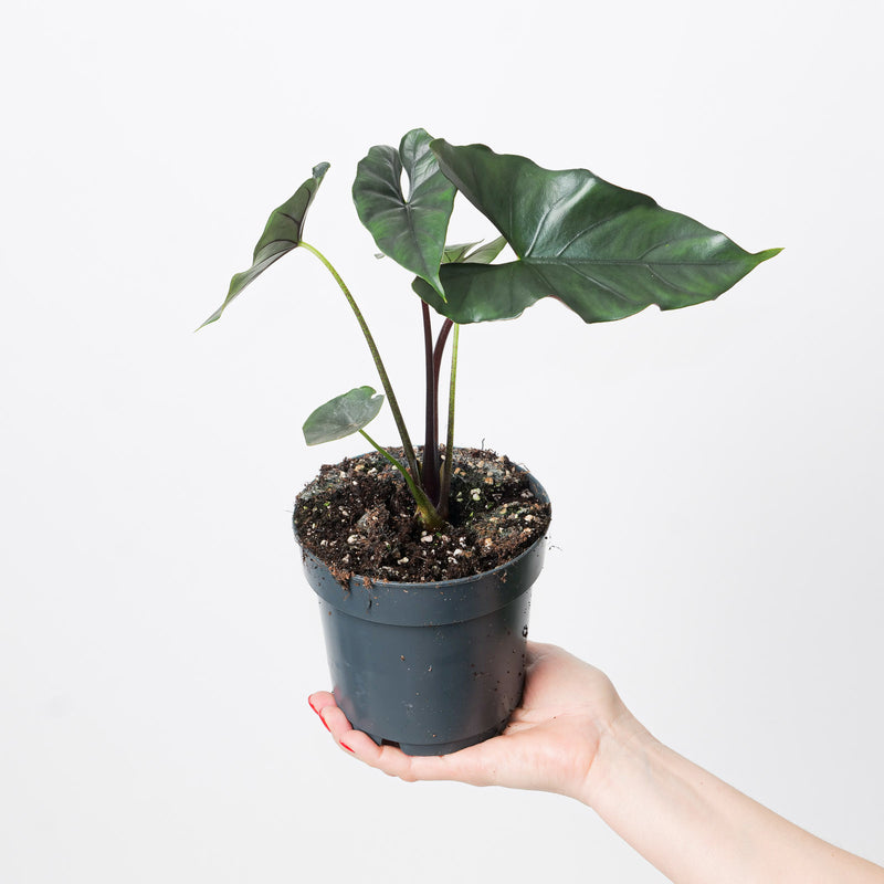 Alocasia princeps 'Purple Cloak' — 14cm
