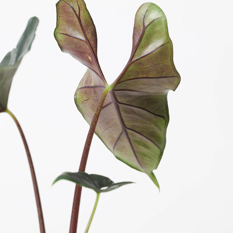 Alocasia princeps 'Purple Cloak' Plants GrowTropicals