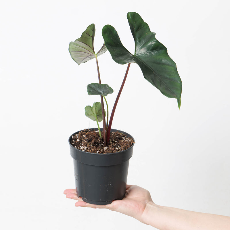 Alocasia princeps 'Purple Cloak' Plants GrowTropicals