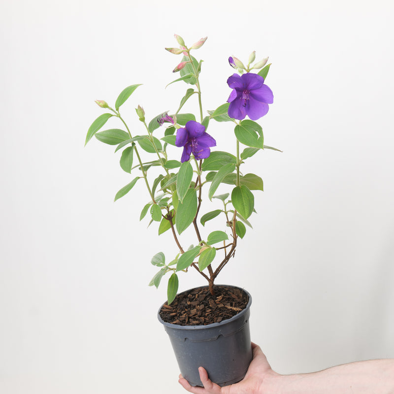 Pleroma foveolatum 'Purple Moon' — 17cm / 2L