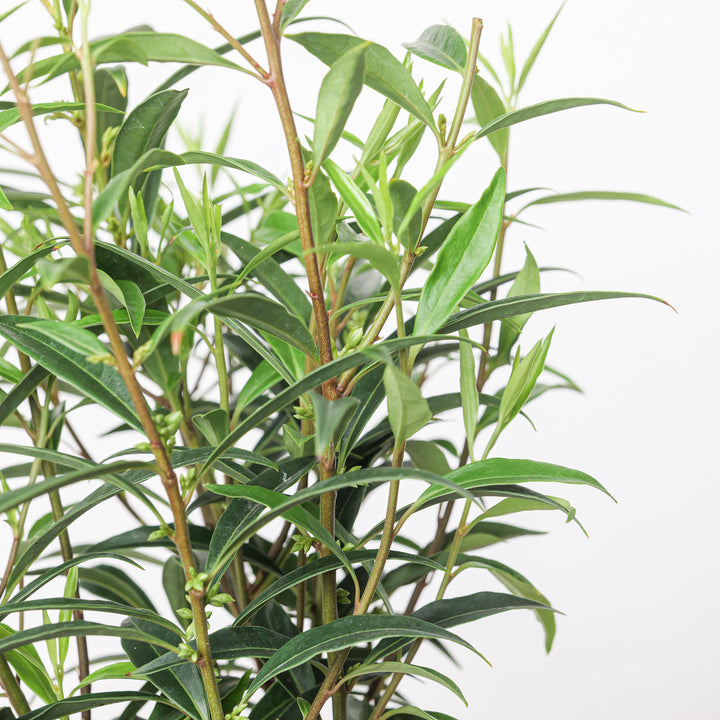 Sarcococca hookeriana 'Purple Stem' Plants - Outdoor GROW TROPICALS