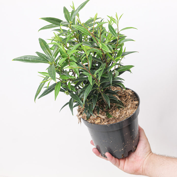 Sarcococca hookeriana 'Purple Stem' Plants - Outdoor GROW TROPICALS
