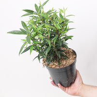 Sarcococca hookeriana 'Purple Stem'