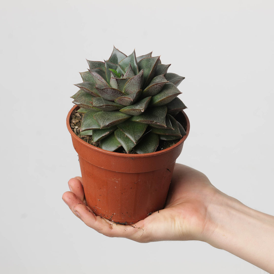 Echeveria purpusorum - GROW TROPICALS