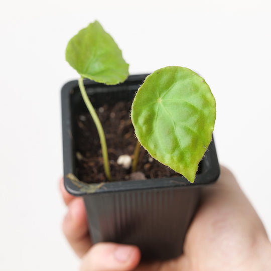 Begonia Puthoensis (Acclimated)