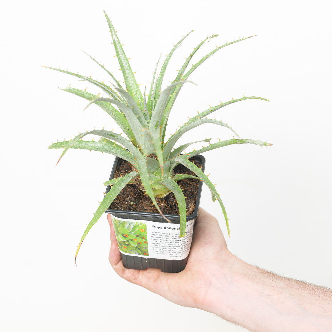 Puya chilensis 9cm / 0.5L Plants - Outdoor GROW TROPICALS