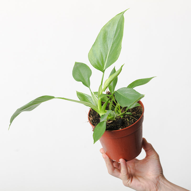Philodendron Warscewiczii — 12cm
