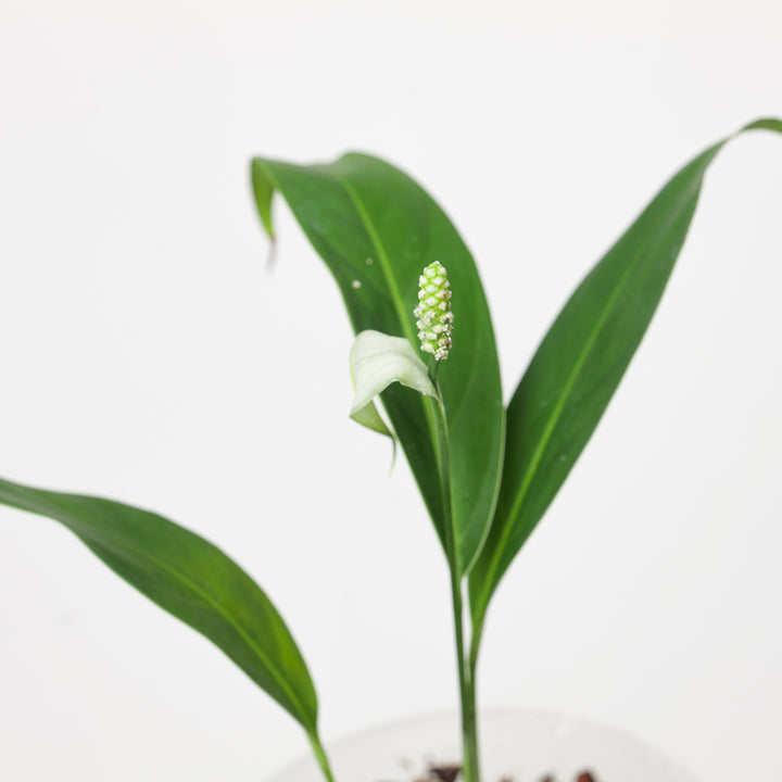 Spathiphyllum pygmaeum - GROW TROPICALS