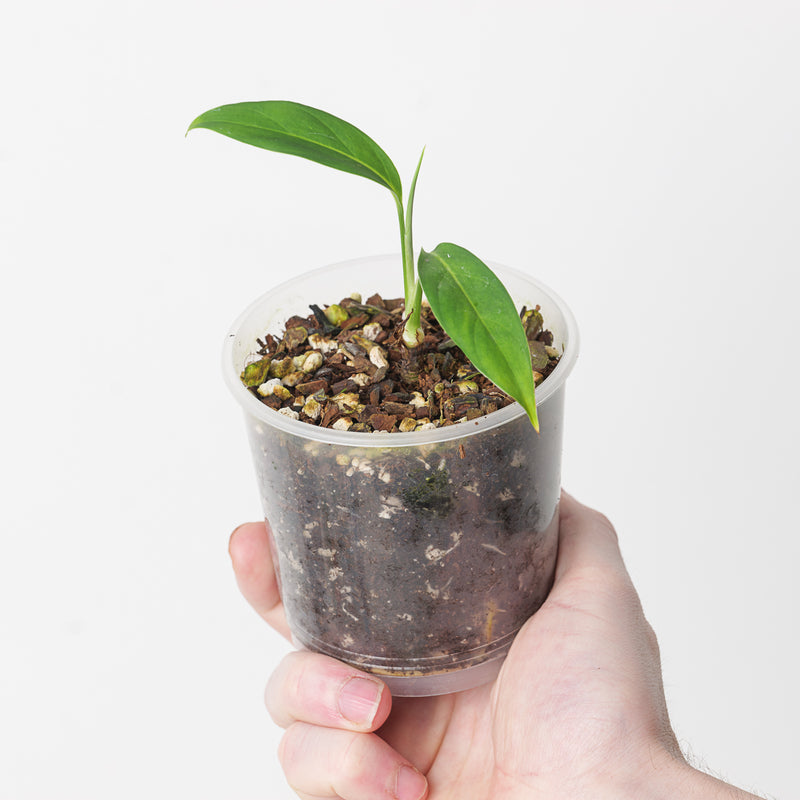 Spathiphyllum pygmaeum — 9cm