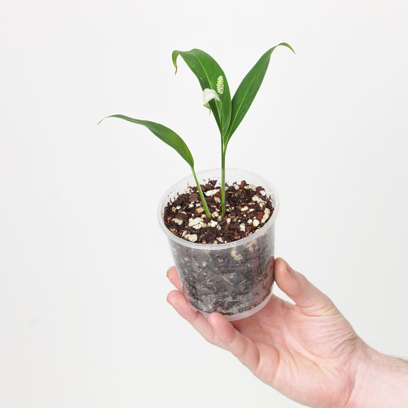 Spathiphyllum pygmaeum Plants GrowTropicals