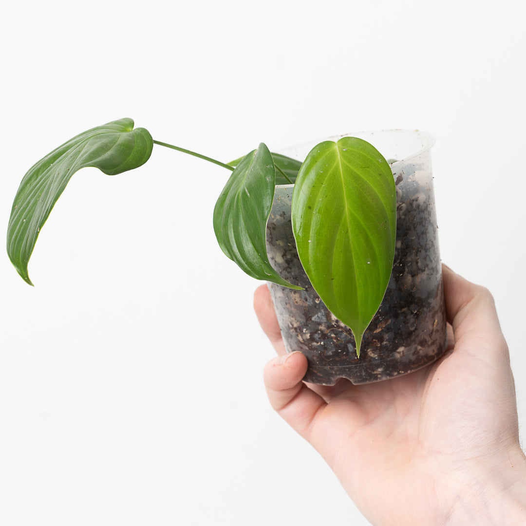 circle philodendron leaves Philodendron queleii 'Round' | Plants