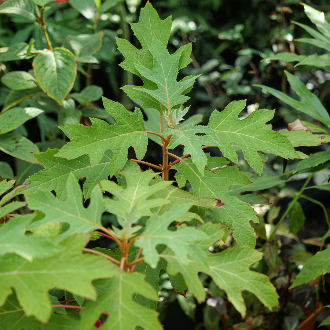 Hydrangea quercifolia (Oakleaf Hydrangea) Plants - Outdoor GROW TROPICALS