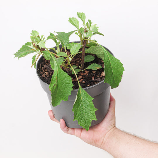 Hydrangea quercifolia (Oakleaf Hydrangea) 19cm / 3L Plants - Outdoor GROW TROPICALS