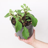 Hydrangea quercifolia (Oakleaf Hydrangea)