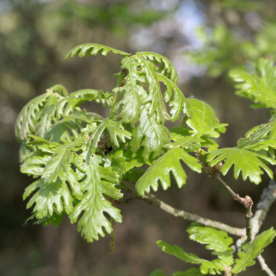 Quercus frainetto Plants - Outdoor GROW TROPICALS
