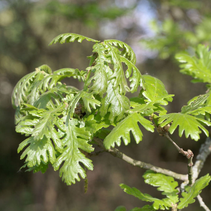 Quercus frainetto Plants - Outdoor GROW TROPICALS