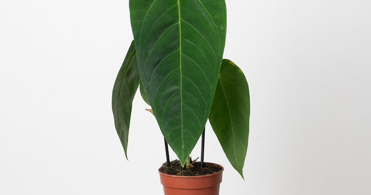 Anthurium queremalense | Plants
